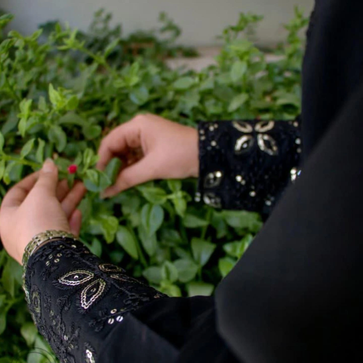 عبا پروانه